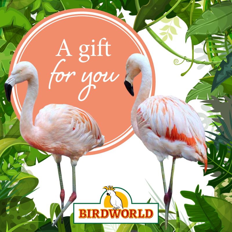 Gift For You - Flamingo